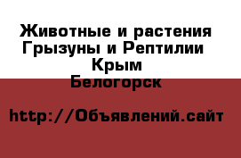 Животные и растения Грызуны и Рептилии. Крым,Белогорск